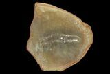 Fossil Worm (Astreptoscolex) Pos/Neg - illinois #120716-2